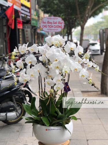 Chậu lan hồ điệp trắng làm quà tặng ý nghĩa cho người sinh năm 1983