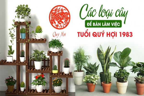 Tổng hợp những loại cây để bàn hợp tuổi quý hợi sinh năm 1983