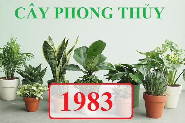 Các loại cây cảnh phong thủy hợp tuổi quý hợi