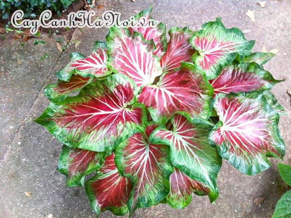 Starburst Caladium