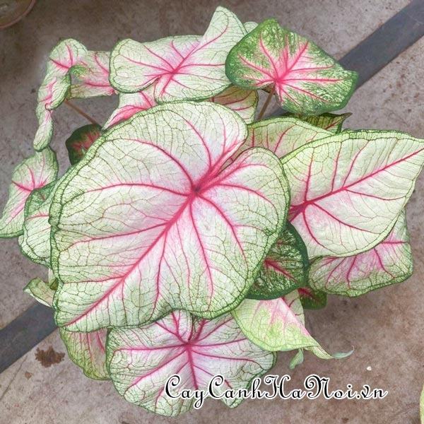 Summer Breeze Caladium