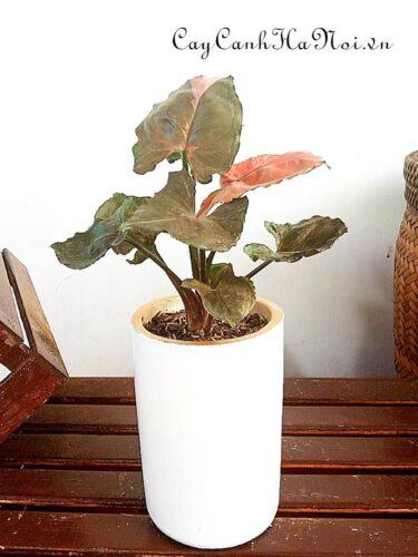 Syngonium Chocolate Pink