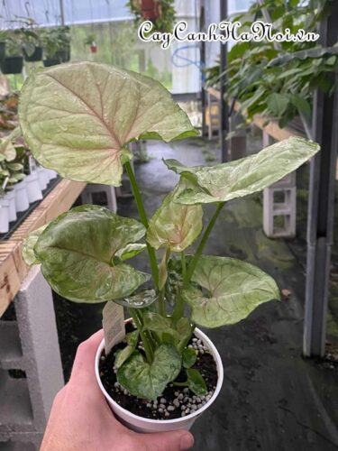 Syngonium Mango Allusion