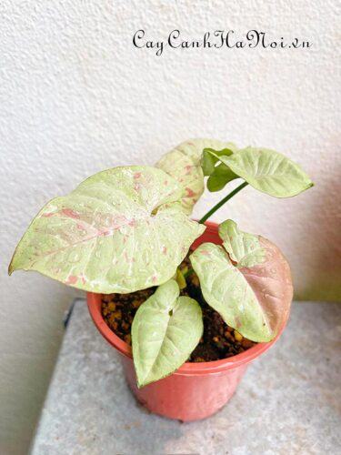 Syngonium Milk Confetti