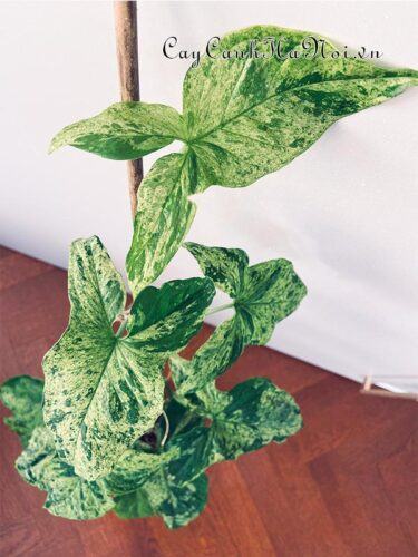 Syngonium Mojito