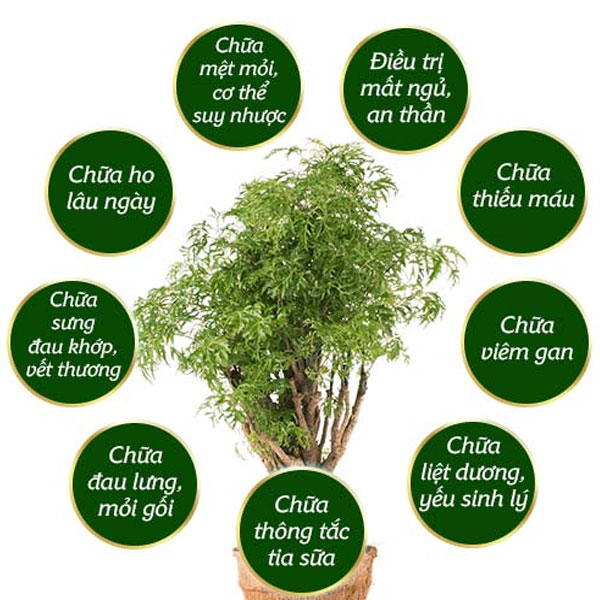 ý nghĩa phong thủy của các loại cây cảnh