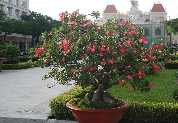 Tất tần tật những điều cần biết về cây hoa Sứ tat-tan-tat-nhung-dieu-can-biet-ve-cay-hoa-su-1.jpg