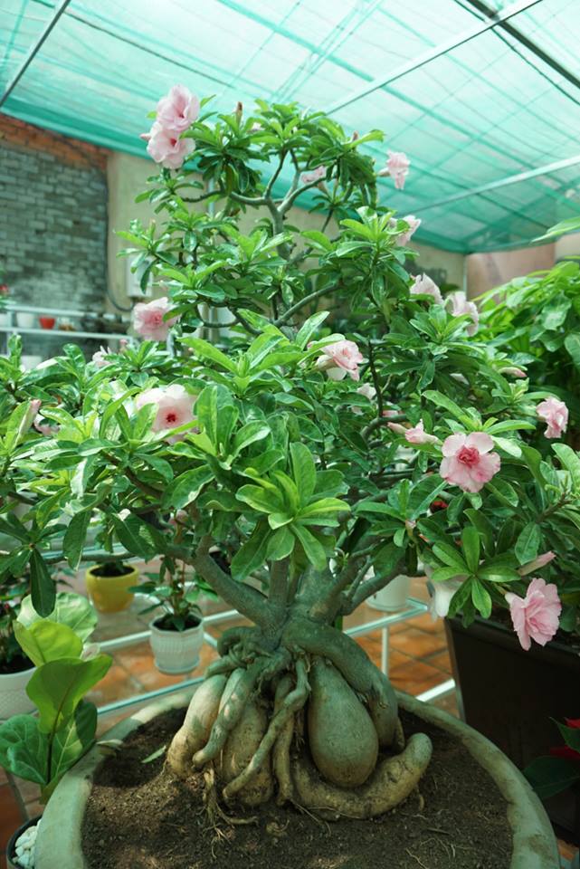 Tất tần tật những điều cần biết về cây hoa Sứ tat-tan-tat-nhung-dieu-can-biet-ve-cay-hoa-su-11.jpg