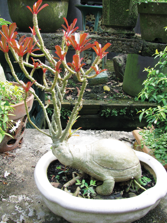 Tất tần tật những điều cần biết về cây hoa Sứ tat-tan-tat-nhung-dieu-can-biet-ve-cay-hoa-su-3.jpg