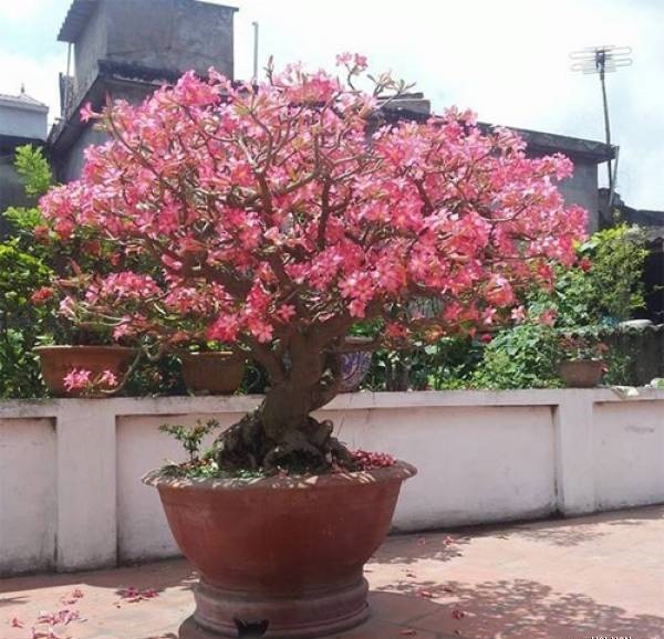 Tất tần tật những điều cần biết về cây hoa Sứ tat-tan-tat-nhung-dieu-can-biet-ve-cay-hoa-su-4.jpg