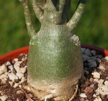 Tất tần tật những điều cần biết về cây hoa Sứ tat-tan-tat-nhung-dieu-can-biet-ve-cay-hoa-su-5.jpg