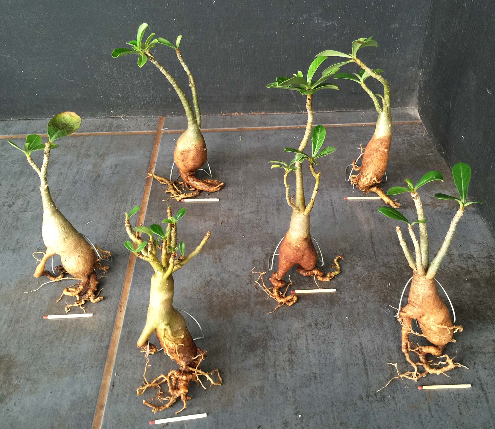 Tất tần tật những điều cần biết về cây hoa Sứ tat-tan-tat-nhung-dieu-can-biet-ve-cay-hoa-su-8.jpg