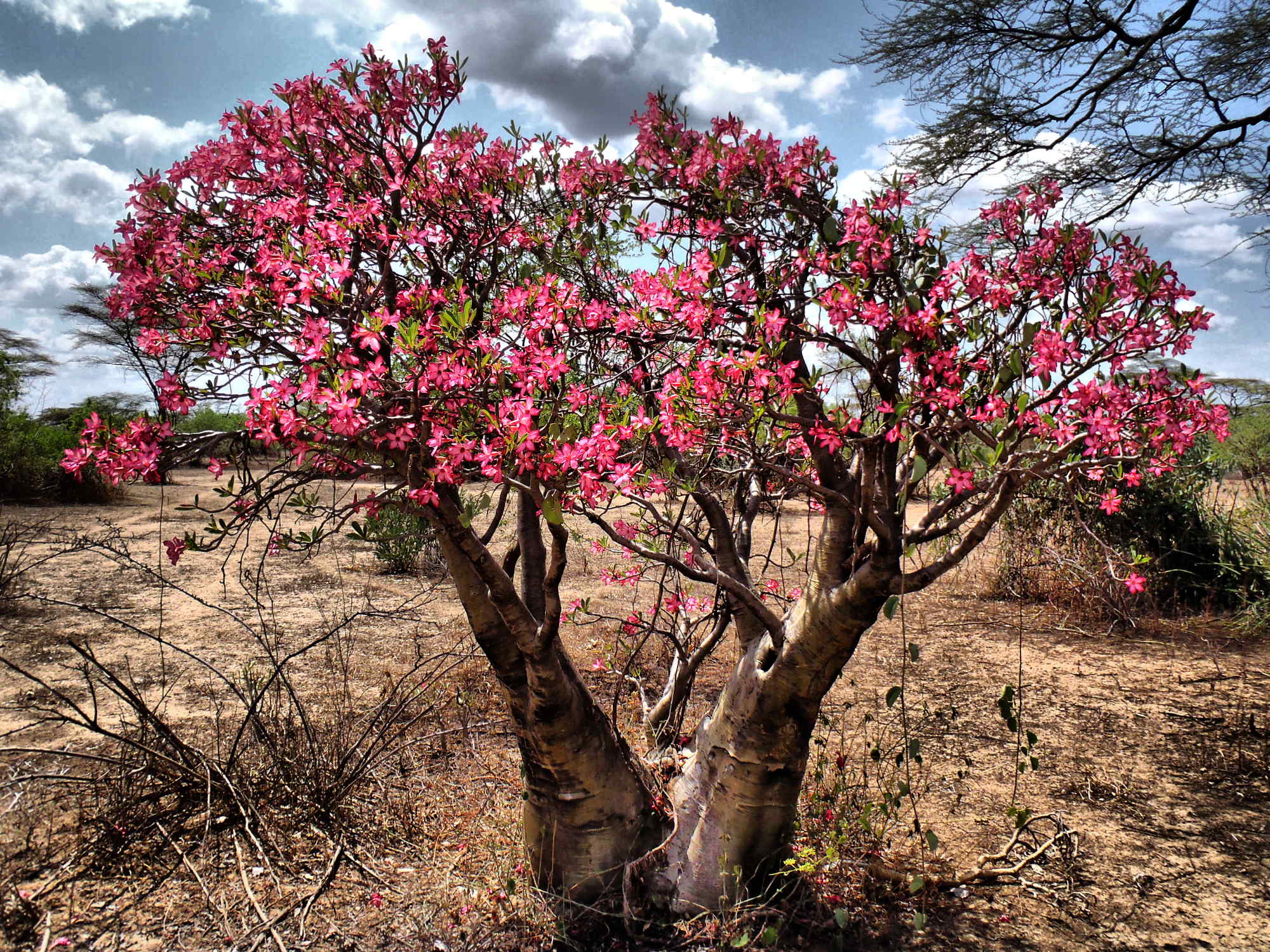 Tất tần tật những điều cần biết về cây hoa Sứ tat-tan-tat-nhung-dieu-can-biet-ve-cay-hoa-su-9.jpg