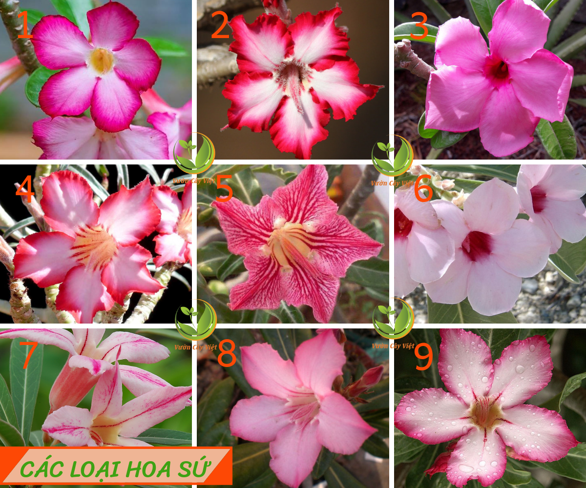 Tất tần tật những điều cần biết về cây hoa Sứ tat-tan-tat-nhung-dieu-can-biet-ve-cay-hoa-su-cac-loai-hoa-su.png