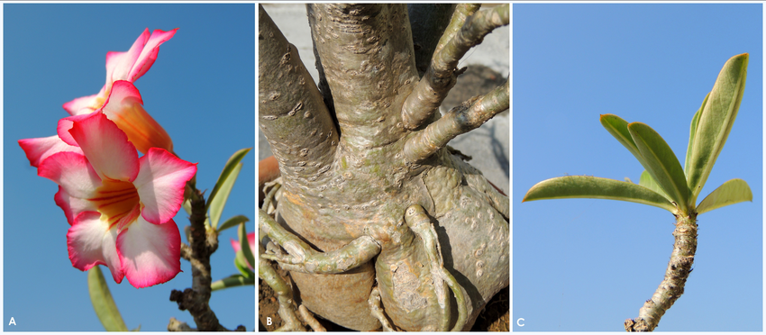 Tất tần tật những điều cần biết về cây hoa Sứ tat-tan-tat-nhung-dieu-can-biet-ve-cay-hoa-su-dac-diem-hoa-su.png