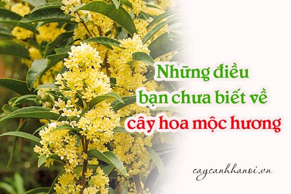 Tất tần tật về cây hoa mộc hương