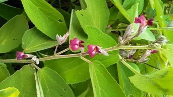 Tác dụng của loại cây này