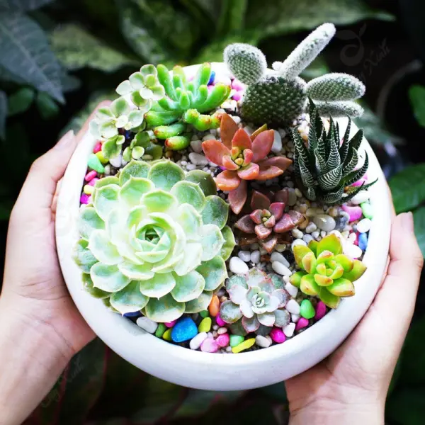 Tặng Chậu sen đá để bàn cho người yêu