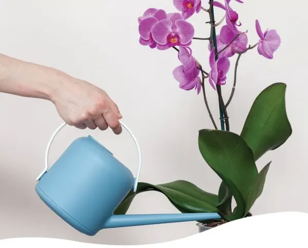 tưới nước cho lan hồ điệp