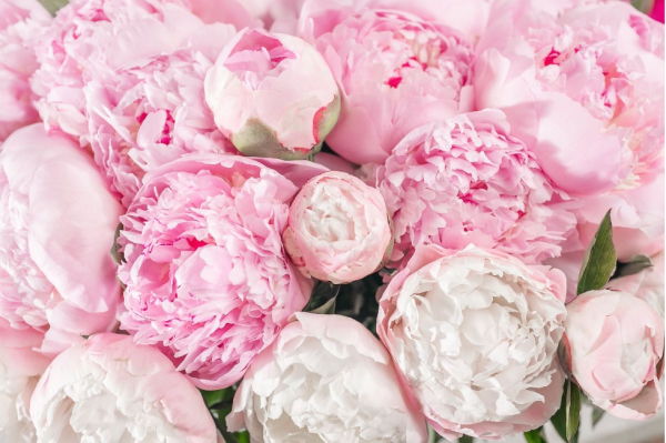 Tại sao nên trồng cây hoa mẫu đơn trong nhà