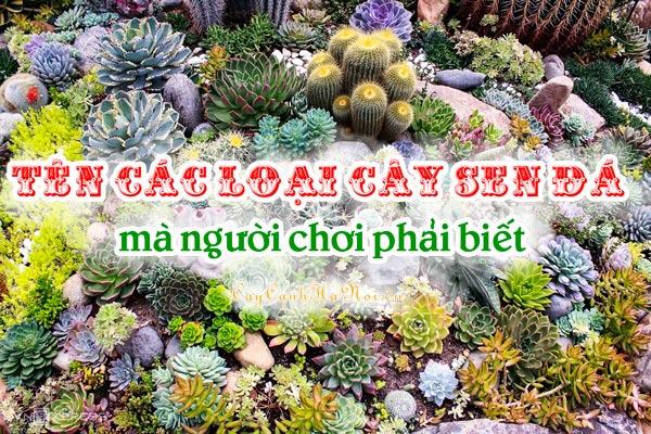 Tên các loài sen đá mà người chơi phải biết