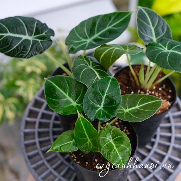 Cây môn nhung đen còn được gọi là cây Alocasia Black Velvet