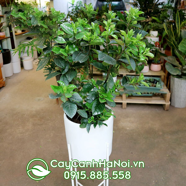 Cây dành dành tên tiếng anh là Gardenia Jasminoides Ellis