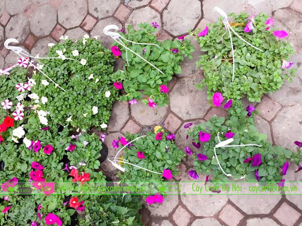 Hoa dạ yến thảo trong tiếng anh là Petunia