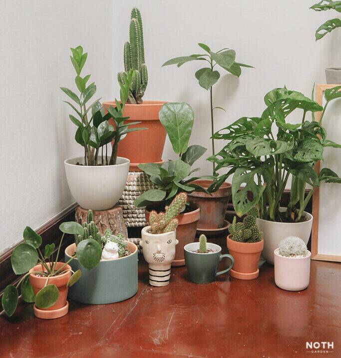 Thăm quan khu vườn trong nhà của Gia Linh