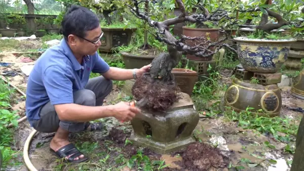 Thay đất cây mai