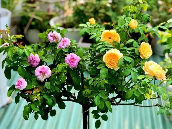 thc3a2n-cc3a2y-vc3a0-c491e1bb99-phe1bba7-ce1bba7a-lc3a1 Thân cây và độ phủ của lá