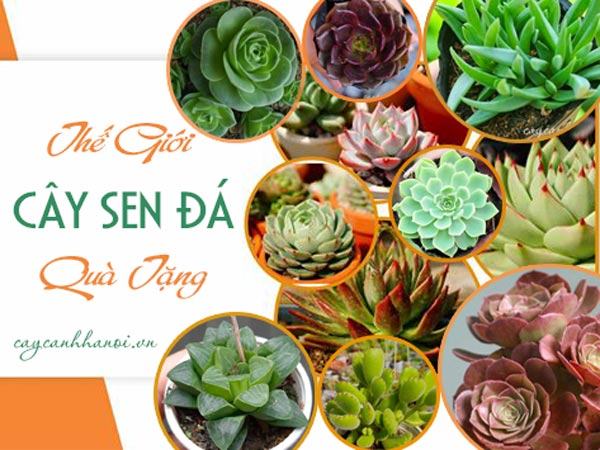 Thế giới cây sen đá quà tặng