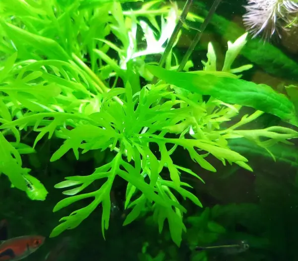 the1bba7y-cc3bac thủy cúc