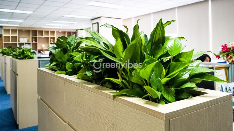 thiet-ke-cay-xanh-trong-nha-3 Trang trí cây xanh trong phòng làm việc