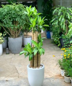 Cây Thiết Mộc Lan Lá Sọc (Chậu sứ)