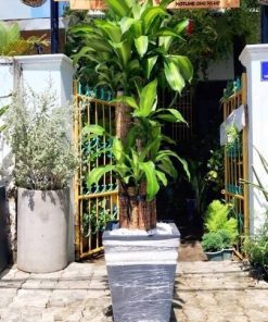 Công dụng của cây thiết mộc lan