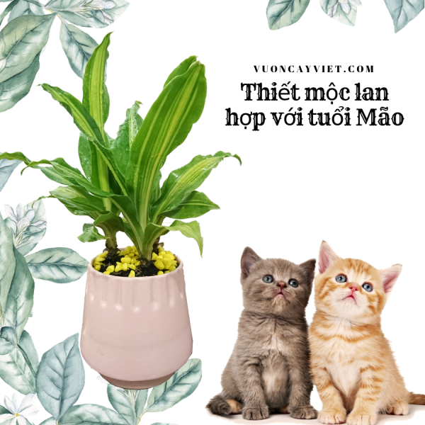 Thiết mộc lan hợp với người tuổi mão Thiet-moc-lan-hop-voi-tuoi-Mao.png