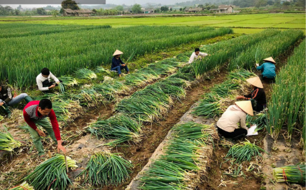 Thu hoạch hành lá