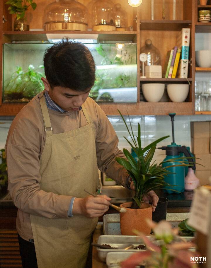 “Thuật dưỡng sinh” cho cây nhà vào mùa đông