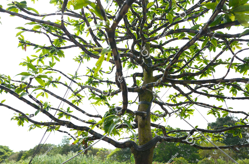 bán mai Thuê mai tết - Caycoi.net