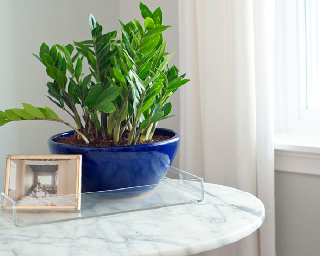 Thường xuyên lau lá để cây Kim Tiền luôn phát triển bóng đẹp thuong-xuyen-lau-la-de-cay-kim-tien-luon-bong-dep.png