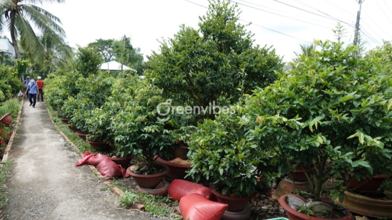 tỉa mai sau tết - Caycoi.net