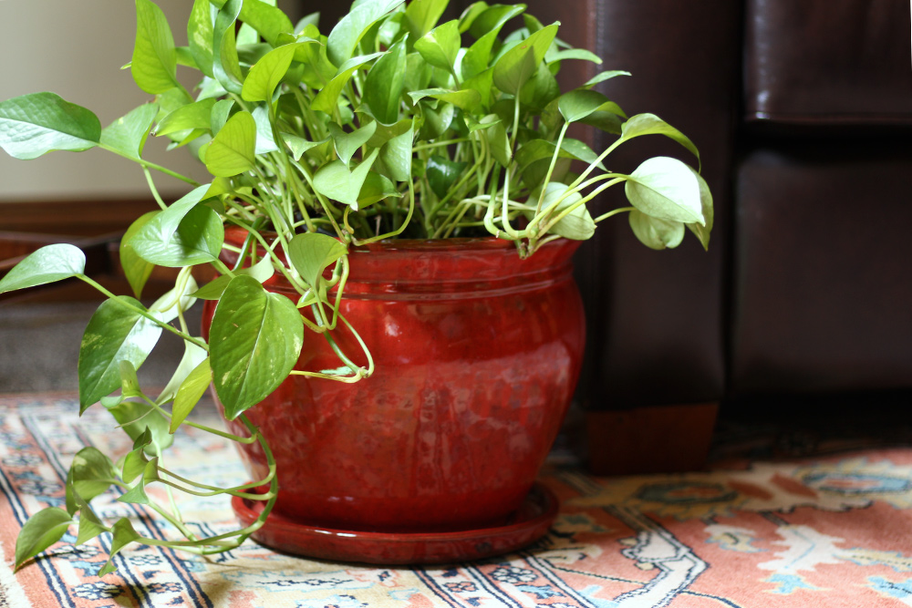 Tiết lộ bí quyết chăm sóc cây cảnh trong nhà chi tiết nhất tiet-lo-bi-quyet-cham-soc-cay-canh-trong-nha-chi-tiet-nhat-3.jpg