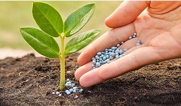 Tiết lộ bí quyết chăm sóc cây cảnh trong nhà chi tiết nhất tiet-lo-bi-quyet-cham-soc-cay-canh-trong-nha-chi-tiet-nhat-6.jpg