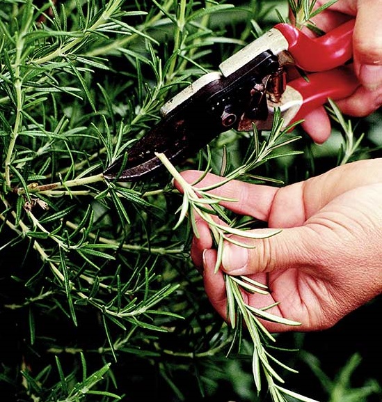 Tiết lộ bí quyết chăm sóc cây cảnh trong nhà chi tiết nhất tiet-lo-bi-quyet-cham-soc-cay-canh-trong-nha-chi-tiet-nhat-7.jpg