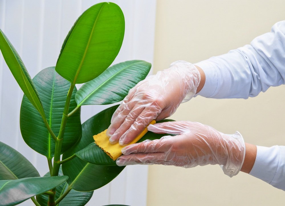 Tiết lộ bí quyết chăm sóc cây cảnh trong nhà chi tiết nhất tiet-lo-bi-quyet-cham-soc-cay-canh-trong-nha-chi-tiet-nhat-8.jpg