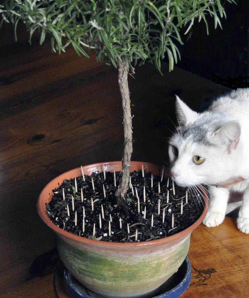 Tiết lộ bí quyết chăm sóc cây cảnh trong nhà chi tiết nhất tiet-lo-bi-quyet-cham-soc-cay-canh-trong-nha-chi-tiet-nhat-9.jpg