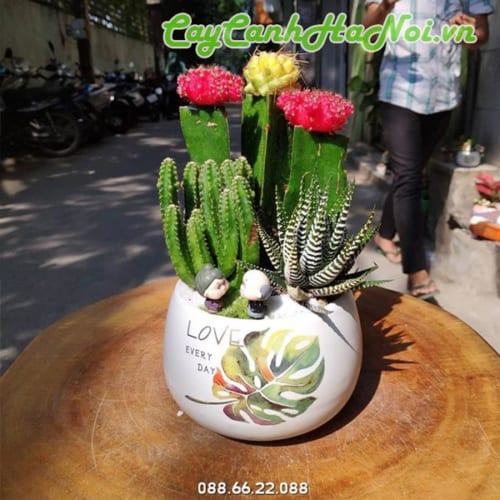 Tiểu cảnh cây xương rồng đẹp