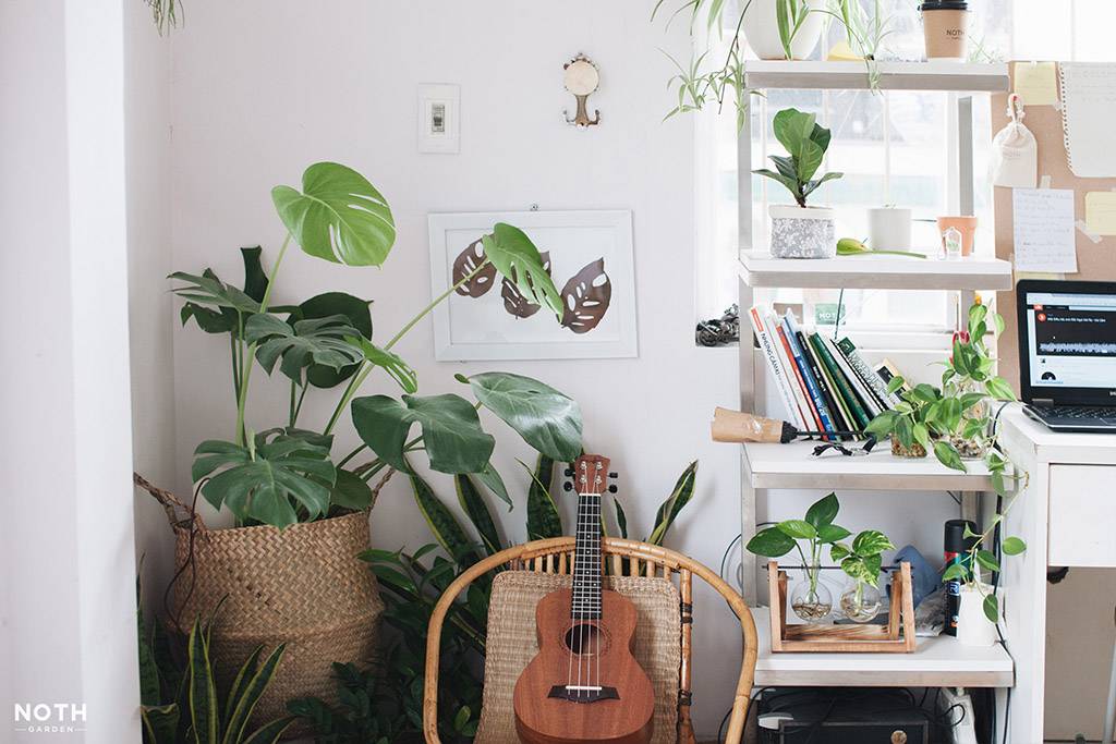 Tôi có cả một vườn cây trong nhà mà “không cần tưới”.