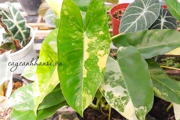 Tổng hợp các loài cây trầu bà Monstera đột biến